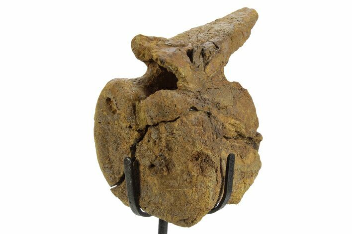 Hadrosaur (Edmontosaurus) Caudal Vertebra w/ Stand - Wyoming #377736